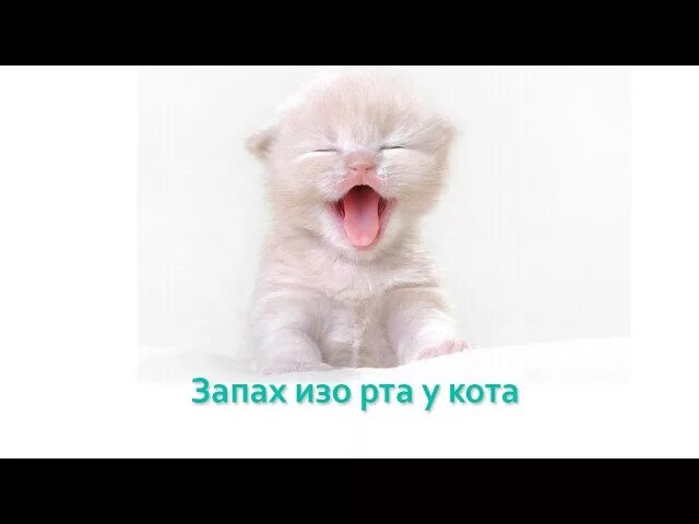 Кот открывает рот на неприятные запахи. Почему у котенка воняет изо рта.