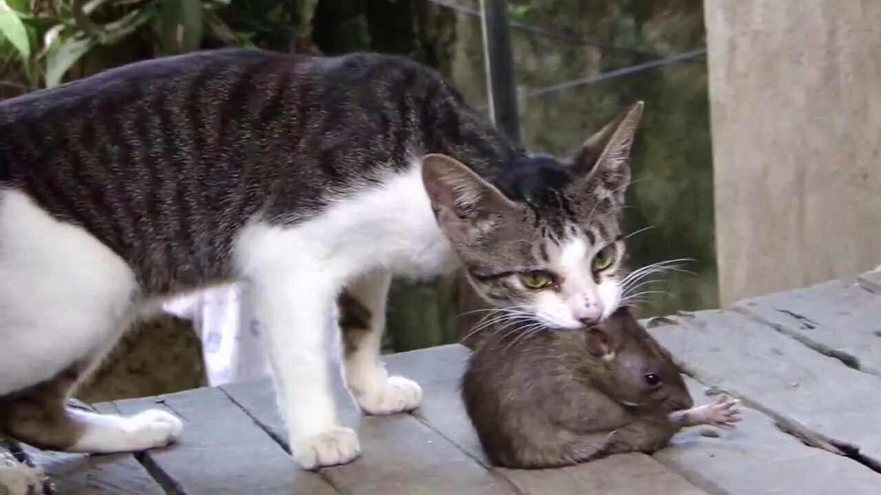 Кот против мыши. Кот с мышью в зубах. Котенок ловит мышь