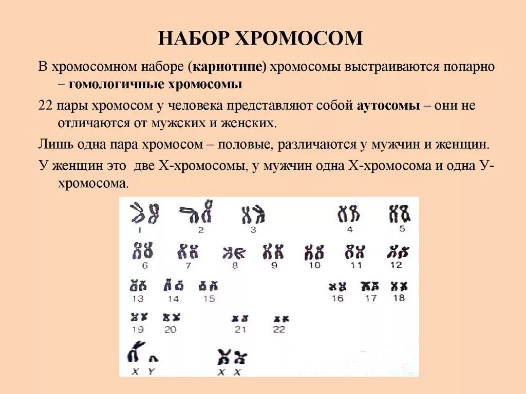 Кариотип человека определяют. Набор хромосом. Наборихромосом человека. Хромосомный набор человека. Набор хромосом у человека.