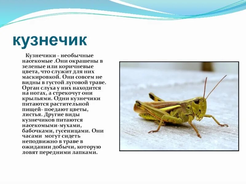 Сообщение про насекомое 2. Паспорт насекомого божья коровка. Доклад на тему насекомые. Рассказ о насекомых. Сообщение о насекомых 3 класс.