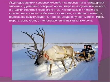 Олень км ч