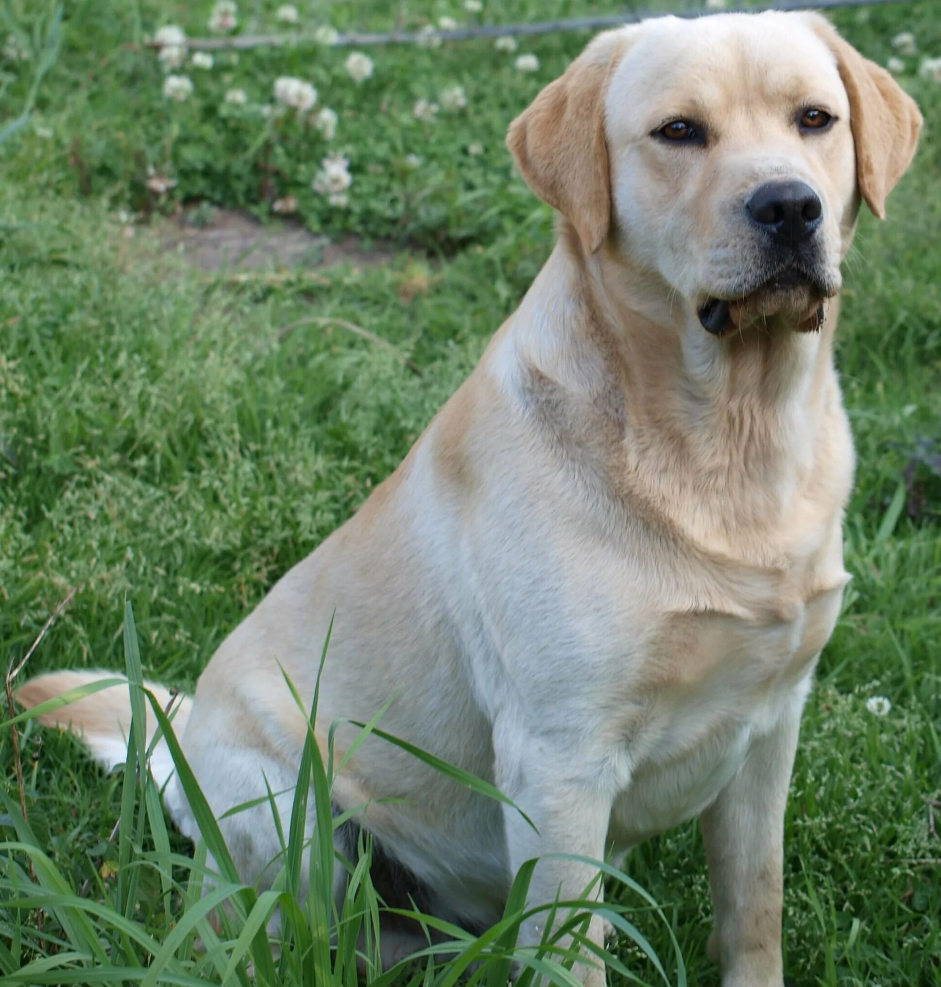 Лабрадор ретривер. Лабрадор ретривер породы собак. Лабрадор-ретривер (Labrador Retriever).. Лабрадор ретривер палевый. Породистые собаки ищут