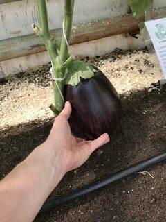Баклажан эскимо