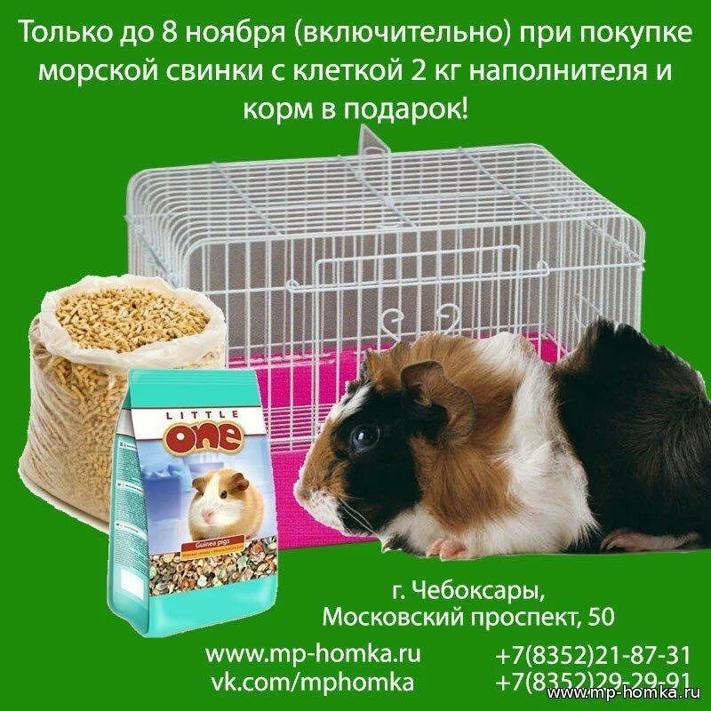 Что нужно для содержания морской свинки. Для морских свинок список. наполнение клетки для морской свинки. наполнитель в клетку для морской свинки. наполнитель для морских свинок.