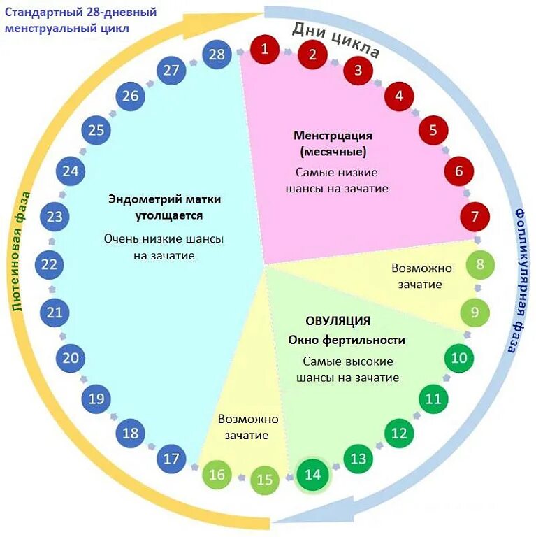 Второй месяц не могу забеременеть