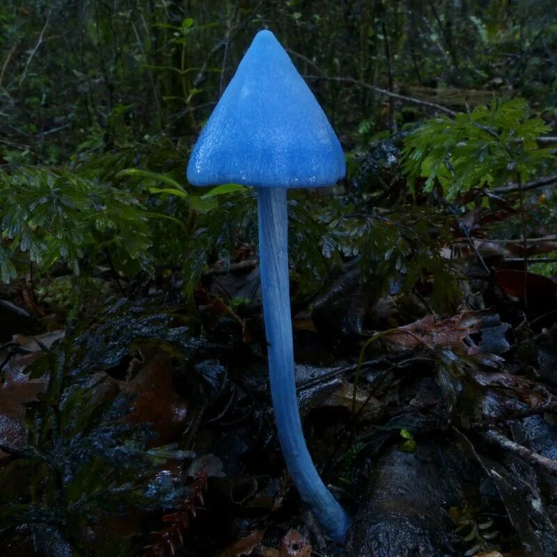 Живой синий гриб. Гриб Entoloma hochstetteri. Энтолома голубая. Синяя Энтолома Entoloma hochstetteri. Голубой гриб Entoloma hochstetteri.