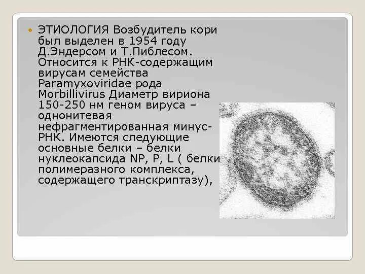 Вирус кори микробиология. Возбудитель кори морфология. Возбудитель кори микробиология. Корь происхождение