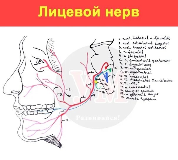 Невралгия лицевого нерва. Воспаление лицевого нерва фото. Лицевой челюстной нерв. Патология лицевого нерва. Неврит лицевого нерва причины.