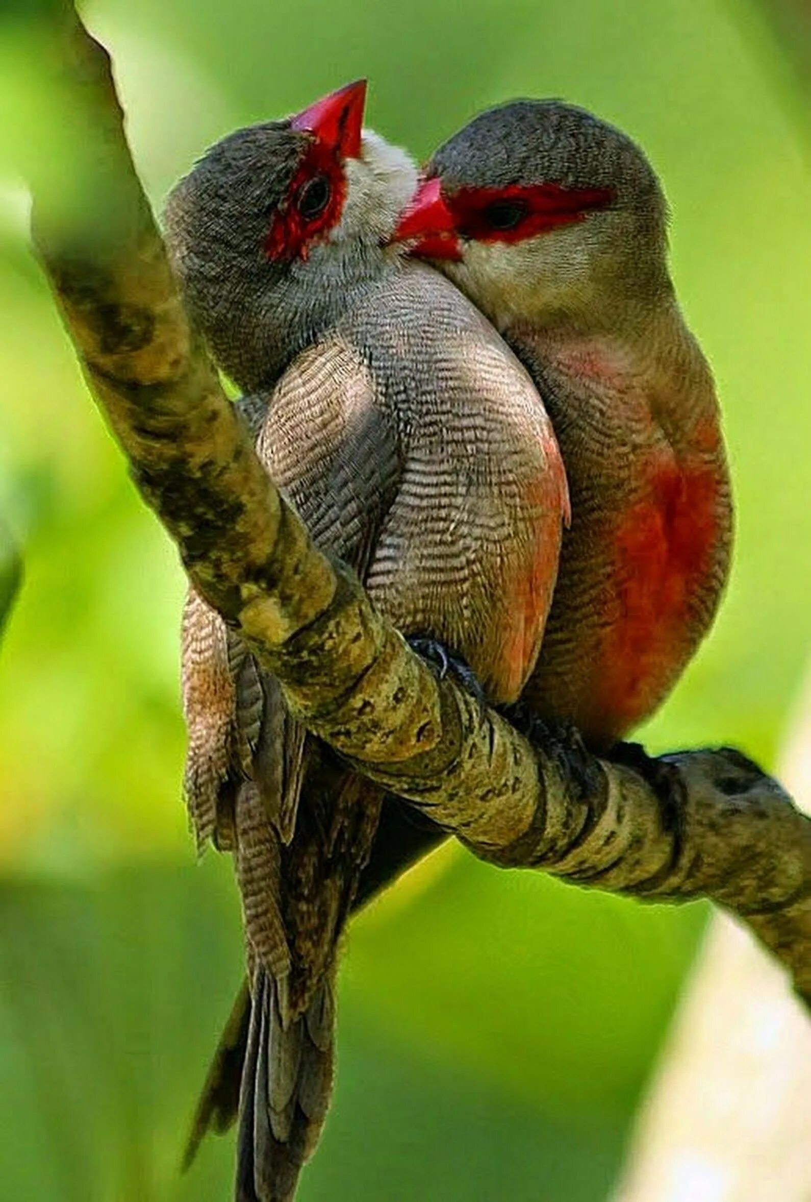Этих двух птиц не встретишь в природе. Неразлучники попугаи. Милые попугайчики неразлучники. Попугаи неразлучники в природе. Красивые птицы.