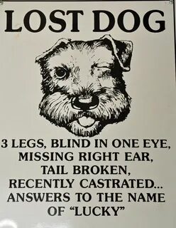 Lost dogs за что голосовать