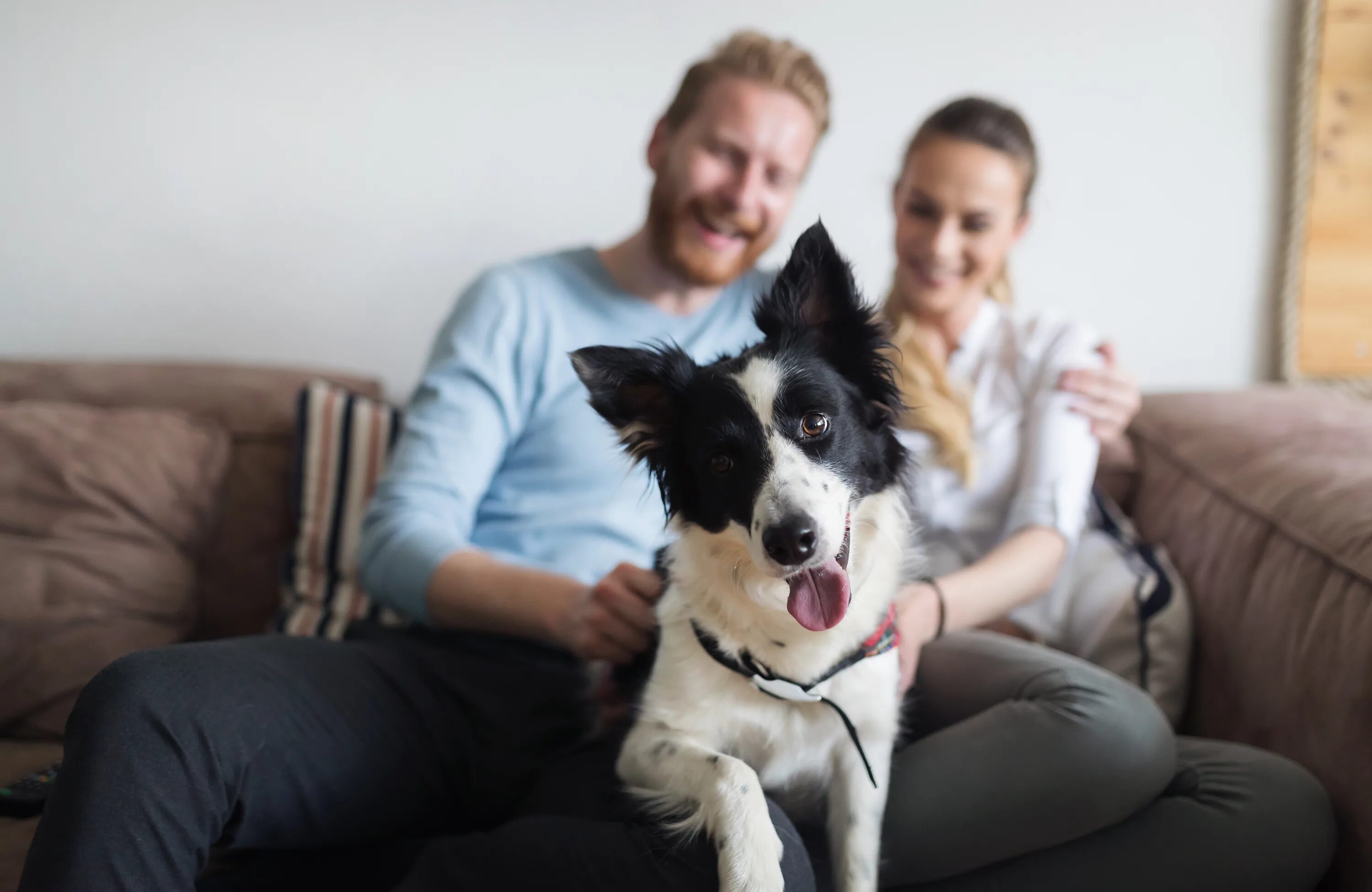 Pets at home