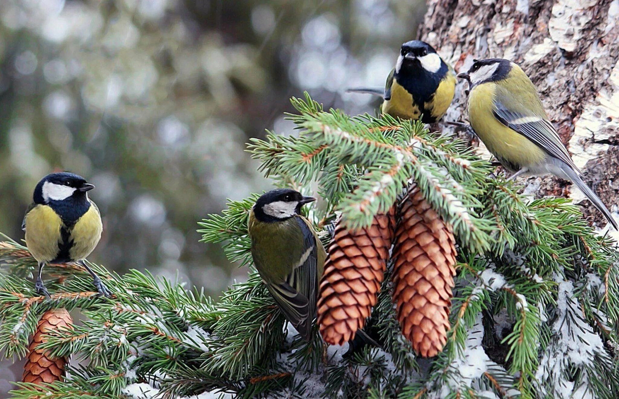 Весенние птички. Красивые птицы. Птицы в лесу. Природа и животные. Осенние птицы.