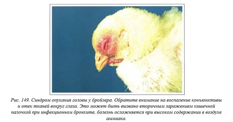 Почему же так больная птица