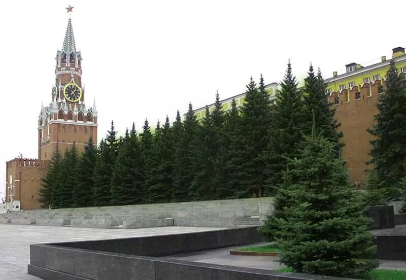 Красная площадь Кремлевская стена. Голубые ели у Кремля. Голубая ель у кремлевской стены. Елки на красной площади у кремлёвской стены.