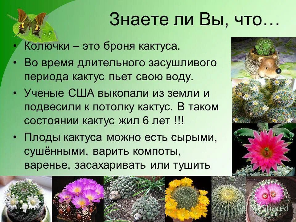 Сообщение о кактусе 2 класс окружающий мир. Кактус презентация. сообщение о кактусе. проект комнатные кактусы. интересные факты о кактусах.
