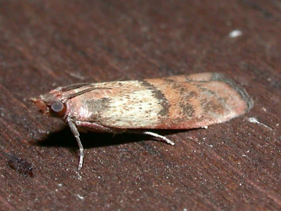 Амбарная огневка фото. Indian meal moth. Южная амбарная огневка. Южная амбарная огневка. Южная амбарная огневка.