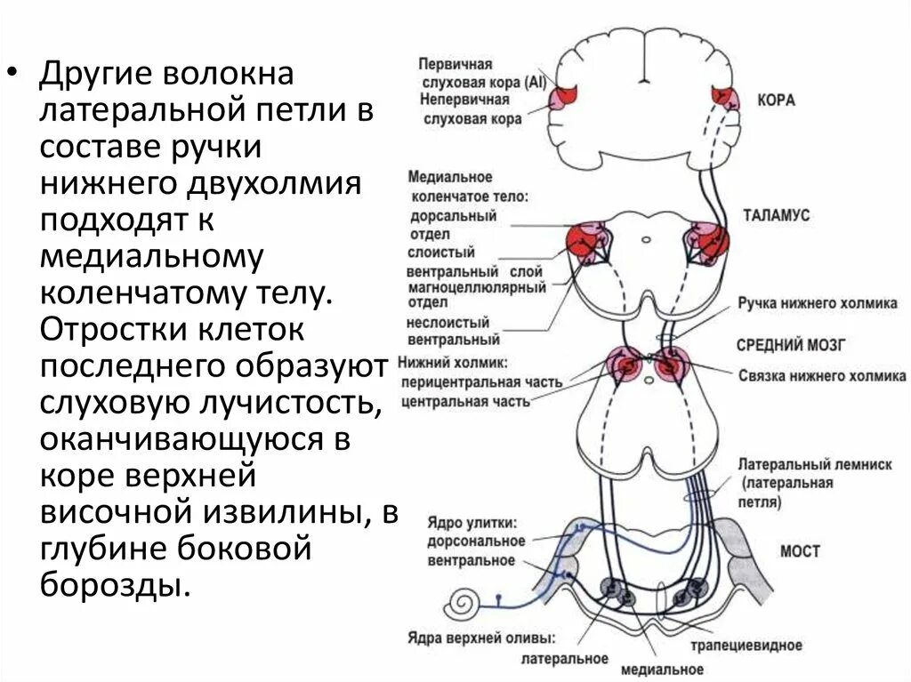 Коленчатые тела мозга. Проводниковый отдел сенсорной системы слуха. Проводящий путь слухового анализатора. Медиальное и Латеральное коленчатое тело схема анализатора. Проводниковый и Центральный отделы слуховой сенсорной системы.