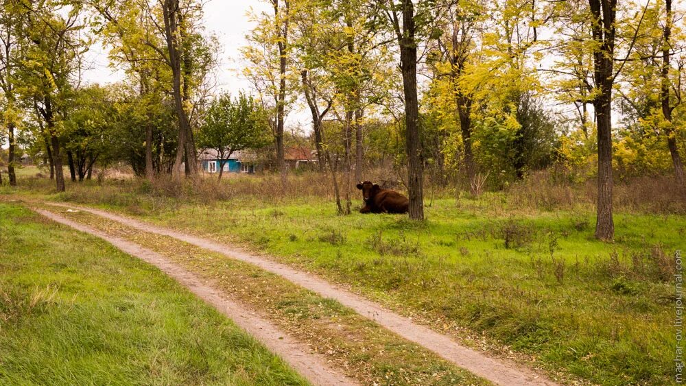 Погода в калниболотской новопокровский район краснодарский край. Калниболотская Краснодарский край. Ст Калниболотская. Федоренковы Бугры Калниболотская. Станица Калниболотская Краснодарский край фото.