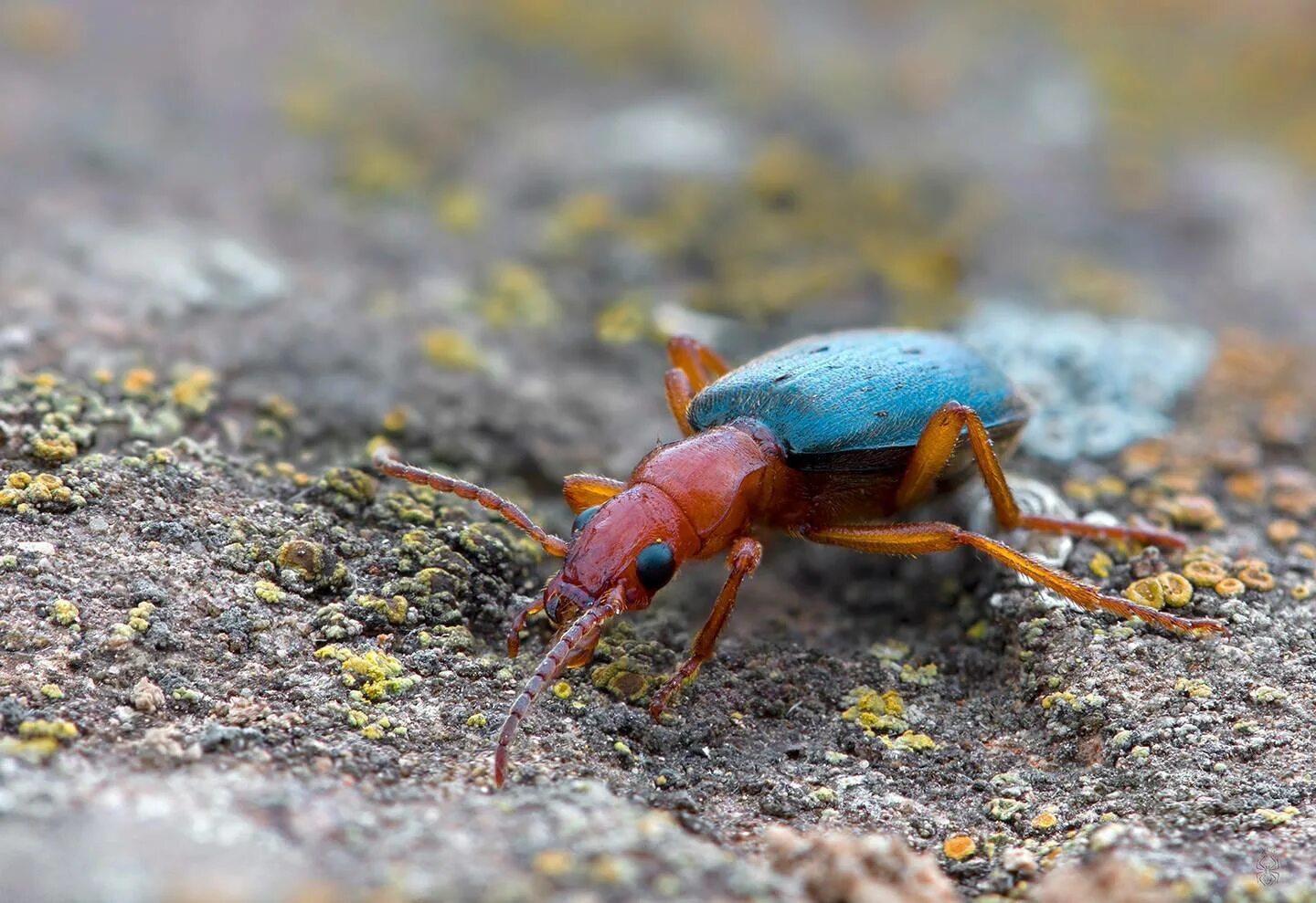 Маленькие жучки на окнах. Майский жук под микроскопом. Жуки атакуют. Насекомые нападающие на жуков. Жук олень молодой.