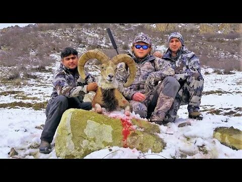 Охота на таджиков. Бухарский мархур. Мархур охота в Таджикистане. Горная охота Эдуарда Бендерского. Охота в Таджикистане в горах.