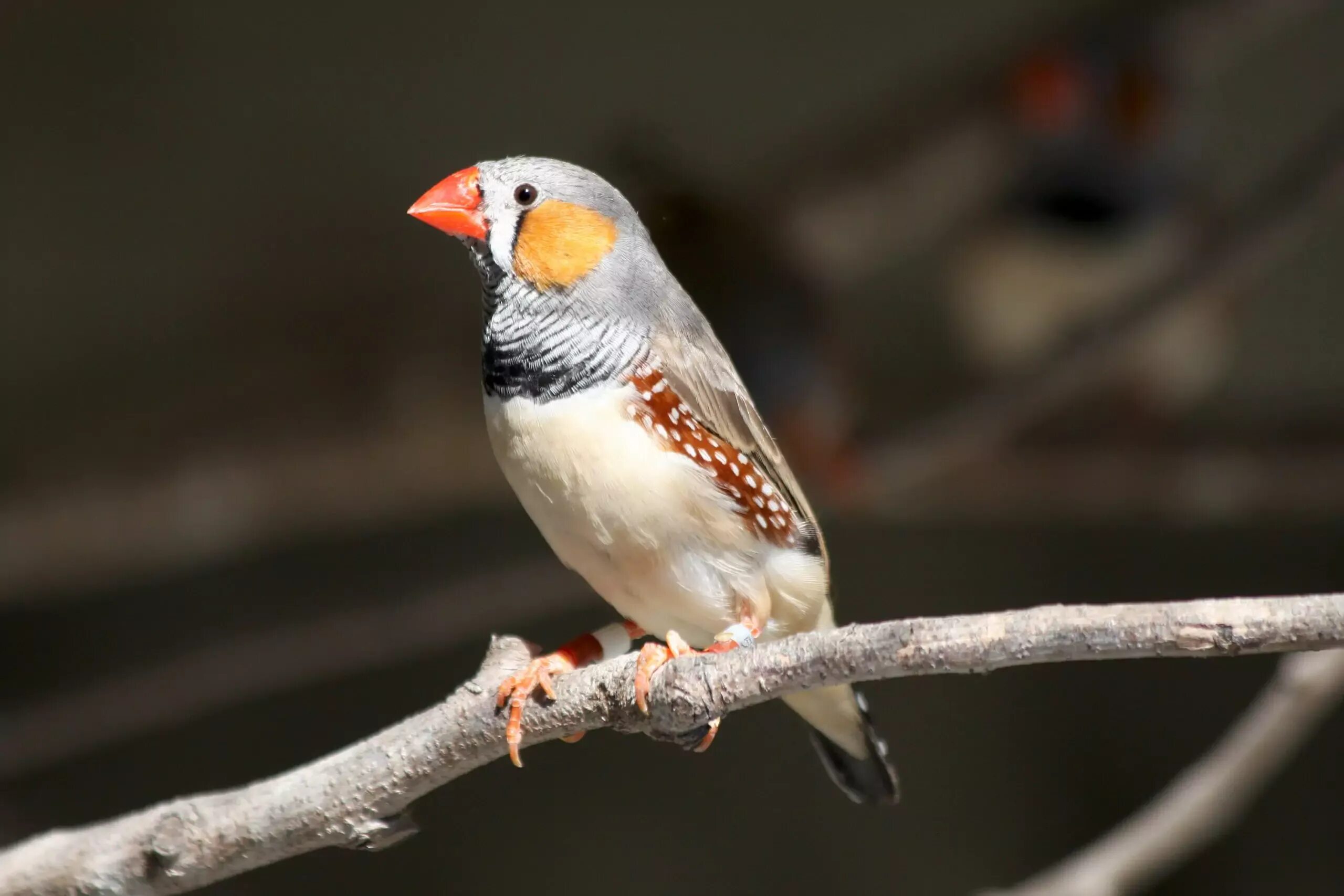 Амадины слушать. Амадины слушать. Австралийская зебровая амадина. Белые амадины драгунский. Амадины слушать.