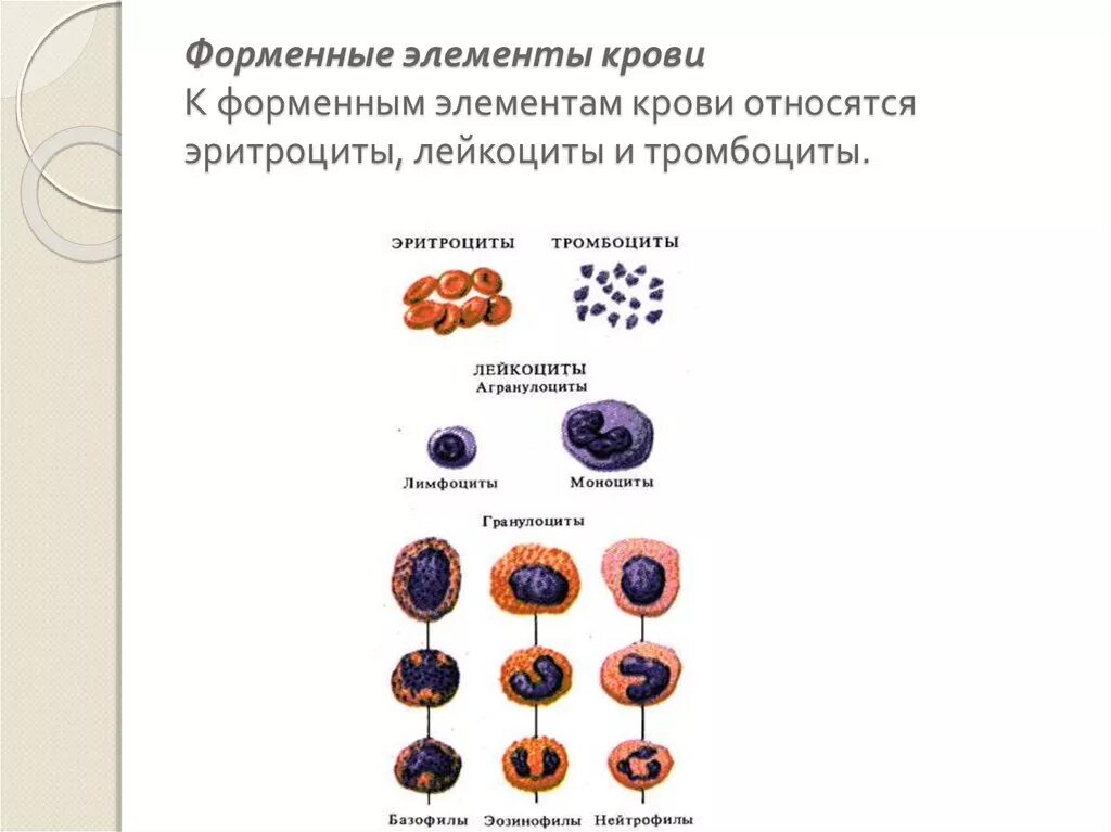 Сколько хромосом в эритроците. Схема строения форменных элементов крови. Форменные элементы крови лимфоциты. Форменные элементы крови. Агранулоциты. Форменные элементы крови схема.