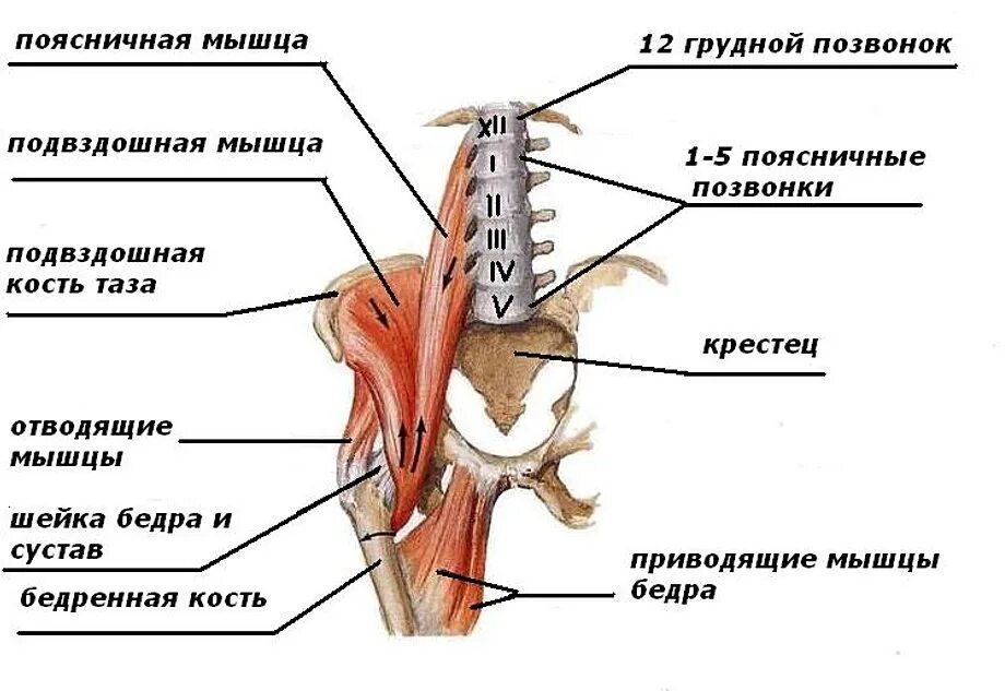 Поясница какие мышцы. Мышцы поясничного отдела позвоночника анатомия. Подвздошно-поясничная мышца анатомия. Мышцы крестцового отдела позвоночника анатомия. Анатомия мышц поясницы таза и бедра.