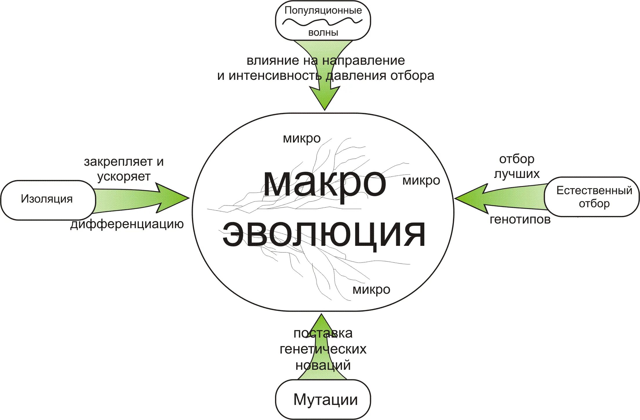 Микро цели. Макроэволюция и микроэволюция схема. Эволюция макро и микроэволюция. Процессы микро и макроэволюции. Теория микроэволюции.