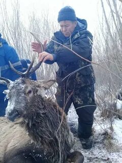 Спас оленя