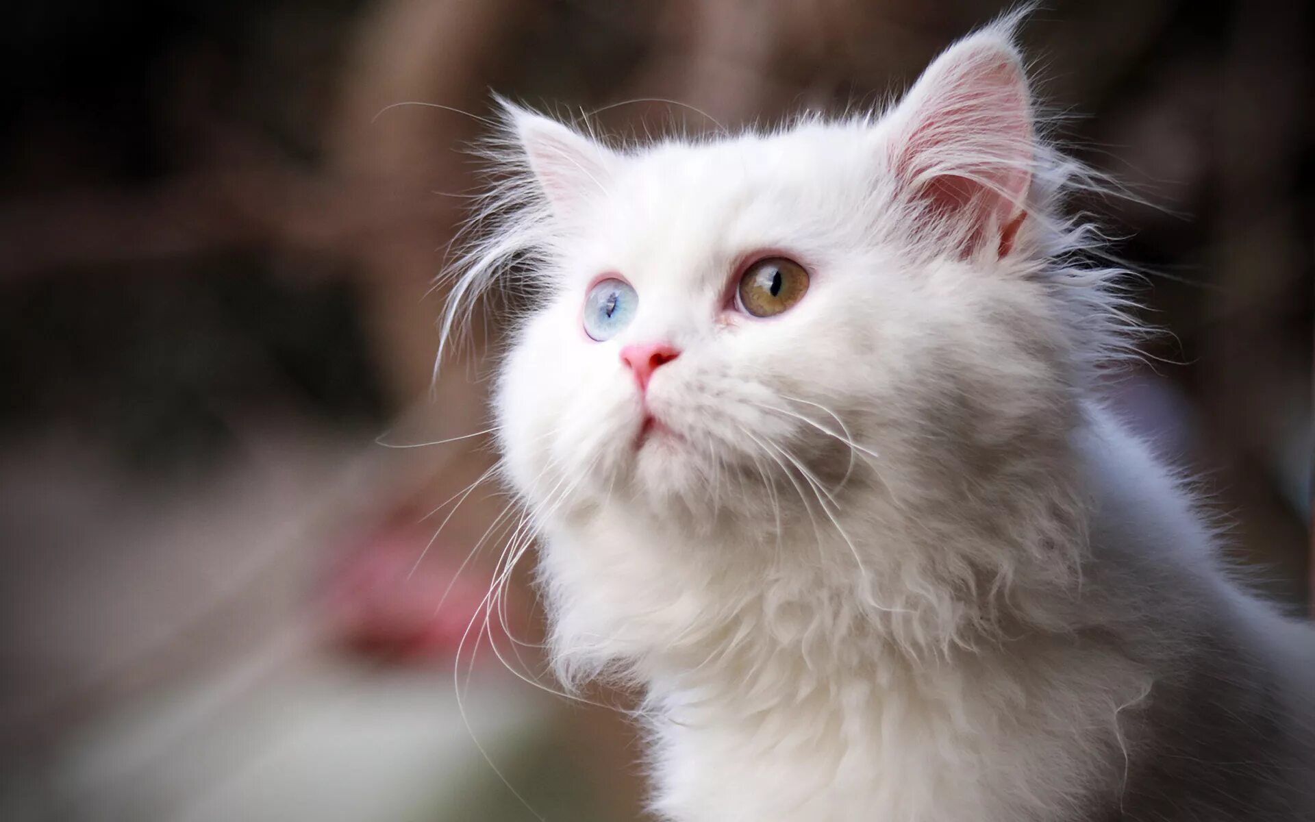 Wait cats
