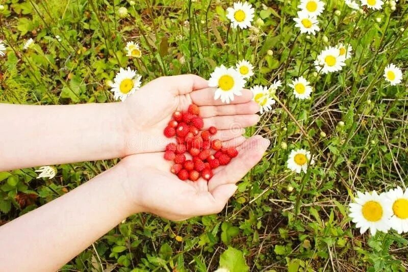 Клубника на ладони. Лето счастье. Горсть лета. Клубника в руках. Орехи в ладони.