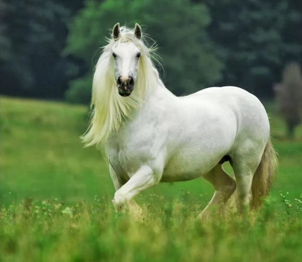 Белые кони кадышевой. Белая лошадь. Красивый белый конь. Красивая белая лошадь. Красивые породы лошадей.