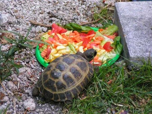 Turtle write