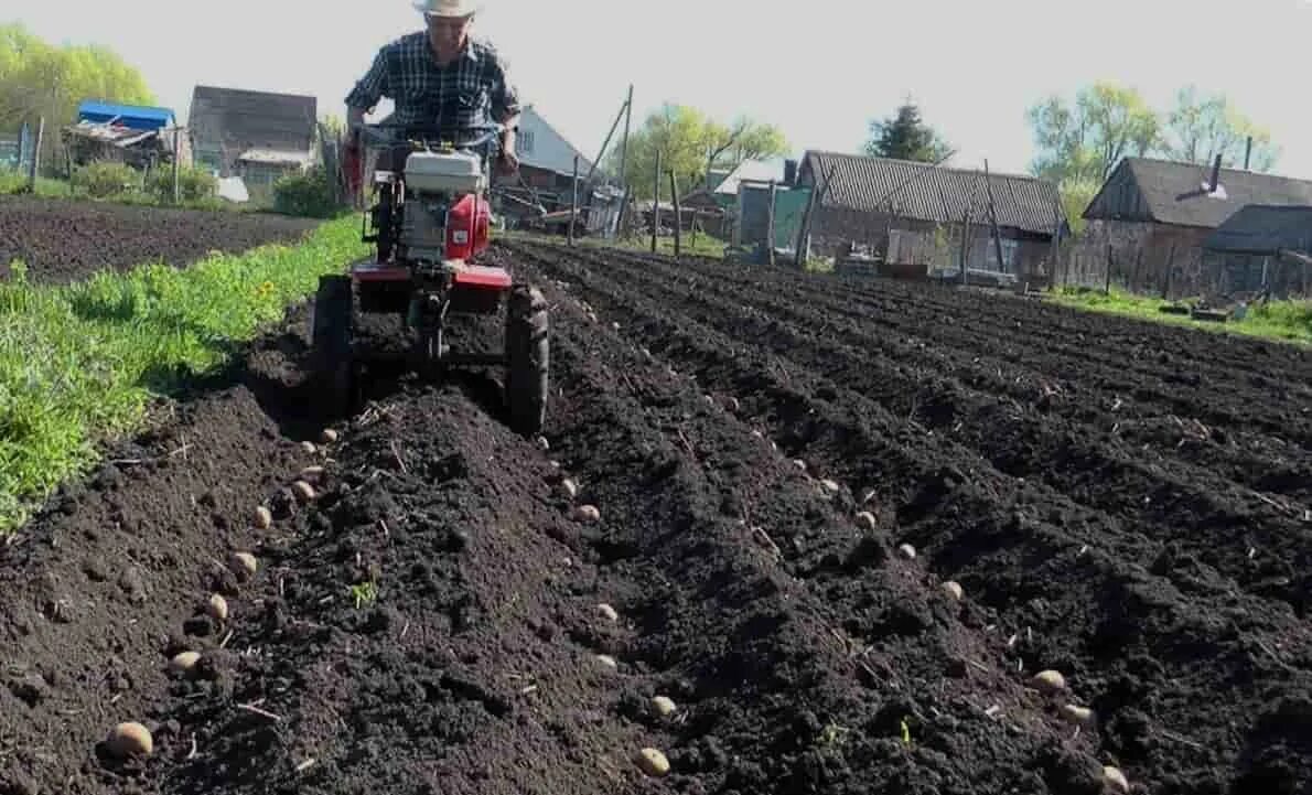 Посадка картошки под окучник т25. Посадка картофеля под мотоблок. Нарезка грядок под картофель мотоблоком. Сажать картошку культиватором. Посадка картошки под плуг