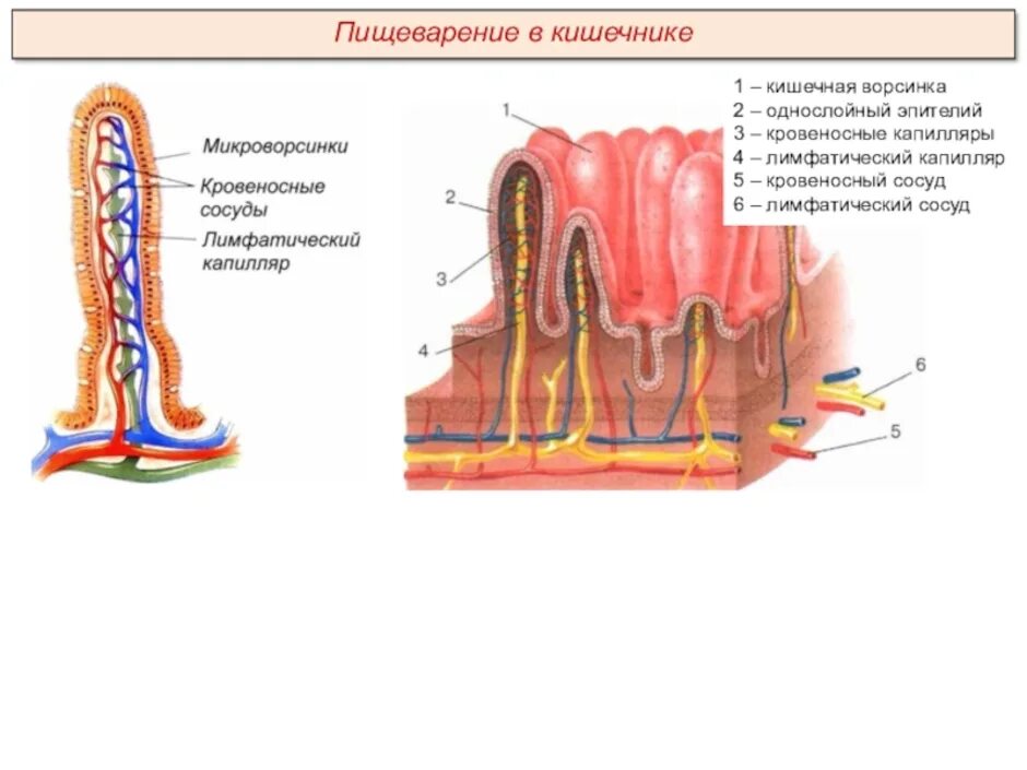 Строение ворсинки тонкого кишечника анатомия. Схема строения кишечной ворсинки. Строение кишечной ворсинки биология 8. Нарисовать строение кишечно ворсинок. Кишечные ворсинки характерны для
