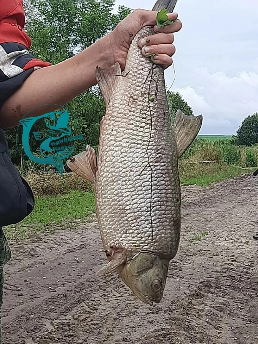 Рыба в реке. Щука. Щука свежая. Карась в реке.