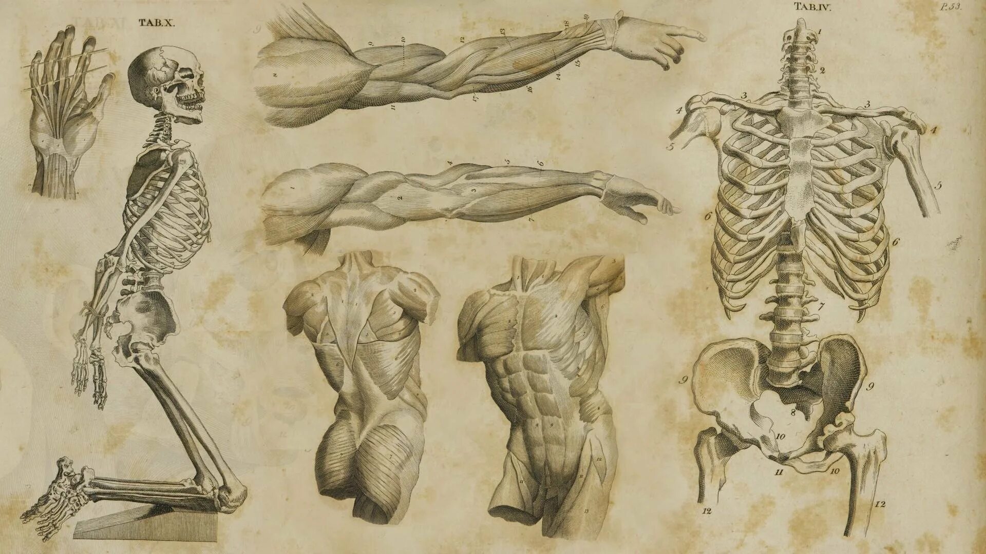 Познание анатомии. Анатомический атлас Леонардо да Винчи. Анатомические рисунки Леонардо да Винчи. Леонардо да Винчи анатомия. Леонардо да Винчи скелет и позвоночник.