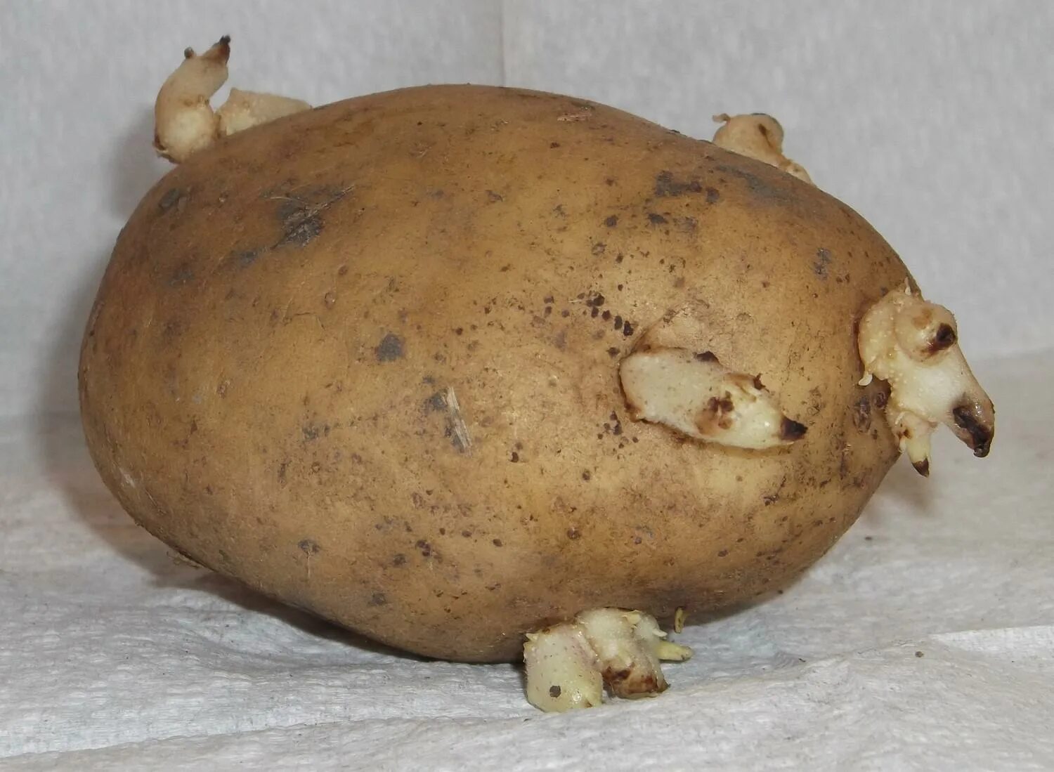 Почки в глазках картофеля. Глазки клубня картофеля. Проросший клубень картофеля. Проросшая картошка. Клубень картофеля с ростком.