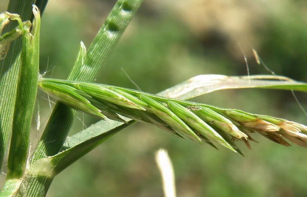 злаки. нормандия злаки. сорняк хлебных злаков. сорняк хлебных злаков. озимая рожь сорт ярославна.