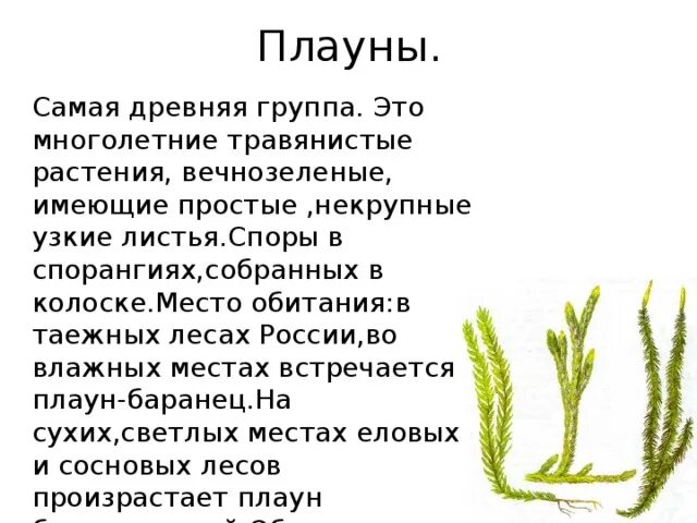 Презентация плауны. Плаун булавовидный среда обитания. Плаун Баранец плаун булавовидный 6 класс. Плауны характеристика. Плаун булавовидный название среда обитания.