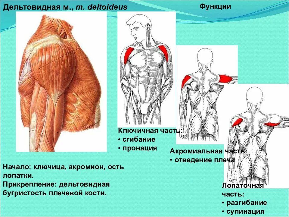 Пучок дельтовидной мышцы. Функции Пучков дельтовидной мышцы. Пронация дельтовидной мышцы. Дельтовидная мышца анатомия функции.