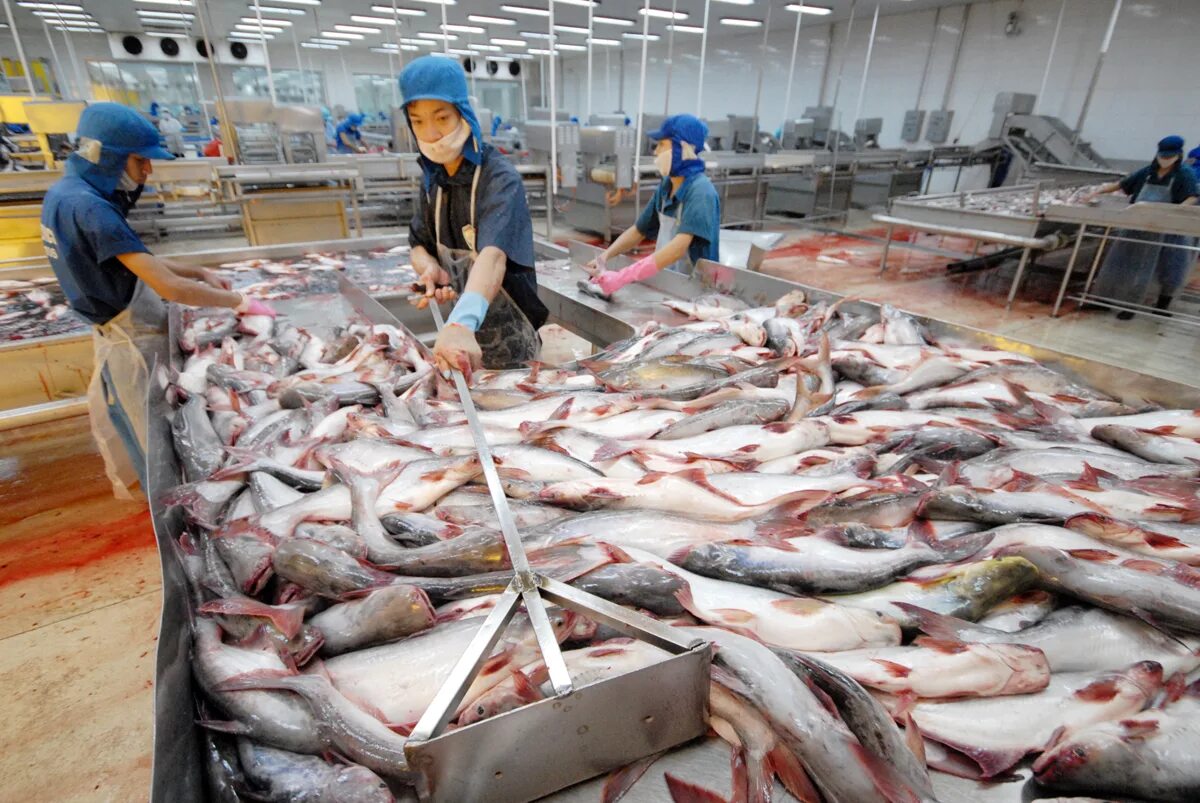 Пангасиус что за рыба можно. Вьетнамская рыба пангасиус. Рыба из Вьетнама пангасиус. Рыба пангасиус фото. Экспорт рыбы.
