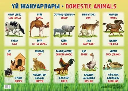 Барлық чех порно пикаптары