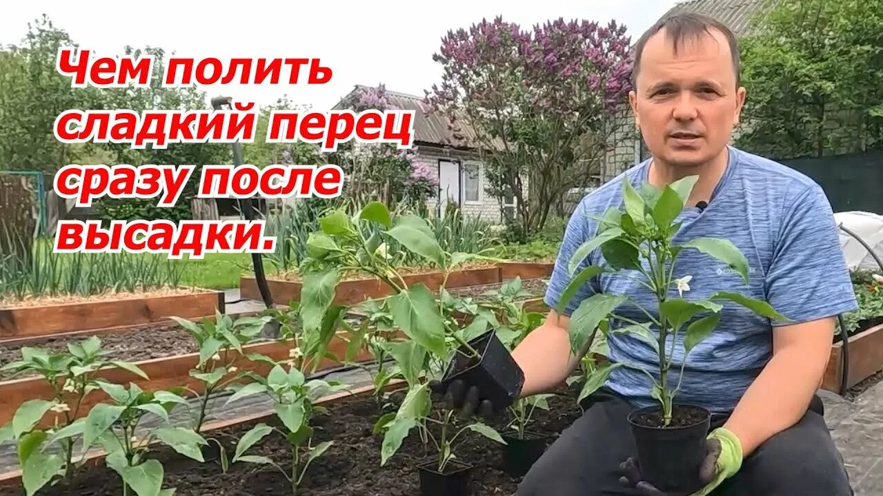 Сад огород своими руками подкормка перца. Сад огород своими руками. рассада перца. сажаем рассаду. высадка рассады перца.