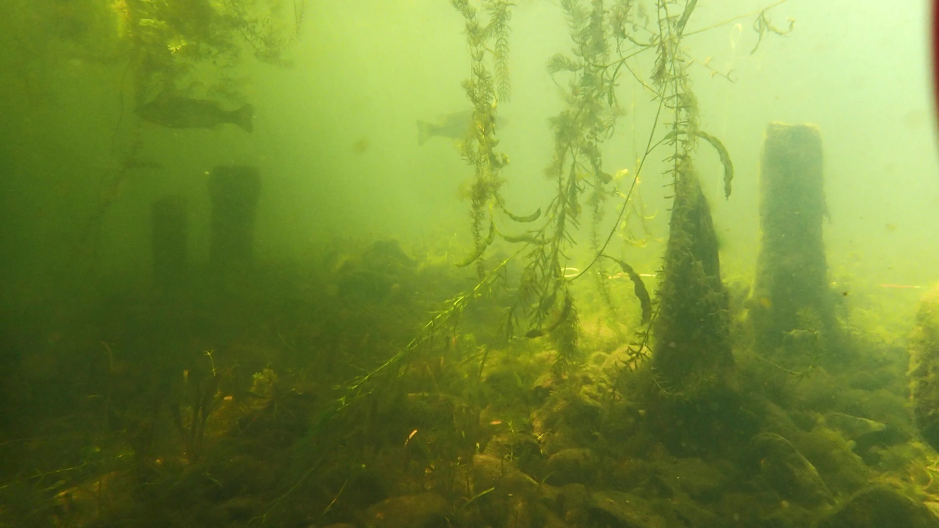 озеро сенот ангелита в мексике. речное дно. грюнер зее — парк под озером в австрии. дно озера. озеро сенот ангелита в мексике.
