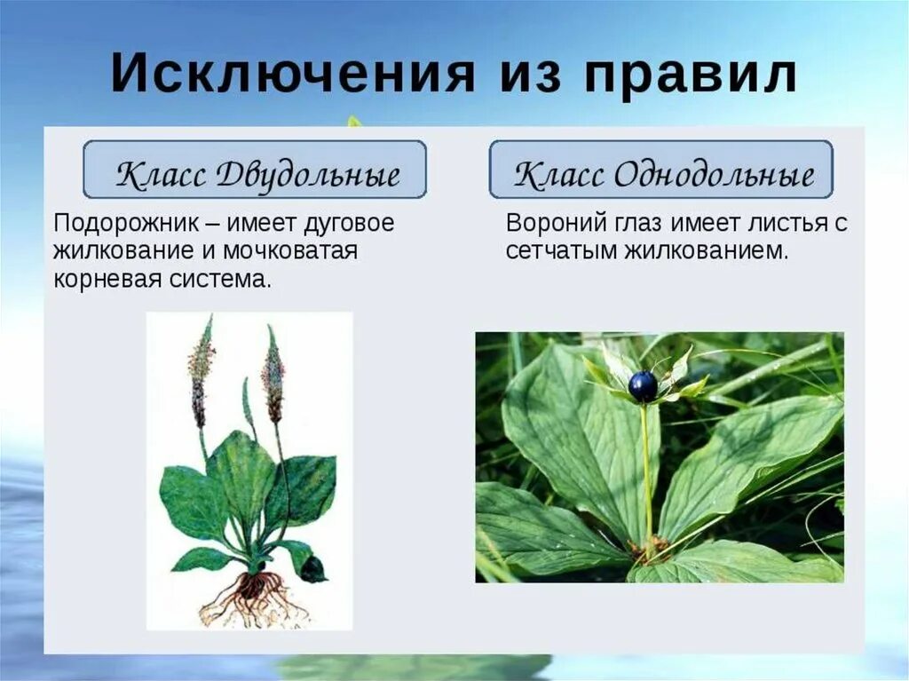 Лист подорожника жилкование. Жилкование подорожника большого. Исключения однодольных растений. (Исключение) класс двудольные и Однодольные. Подорожник двудольное растение.