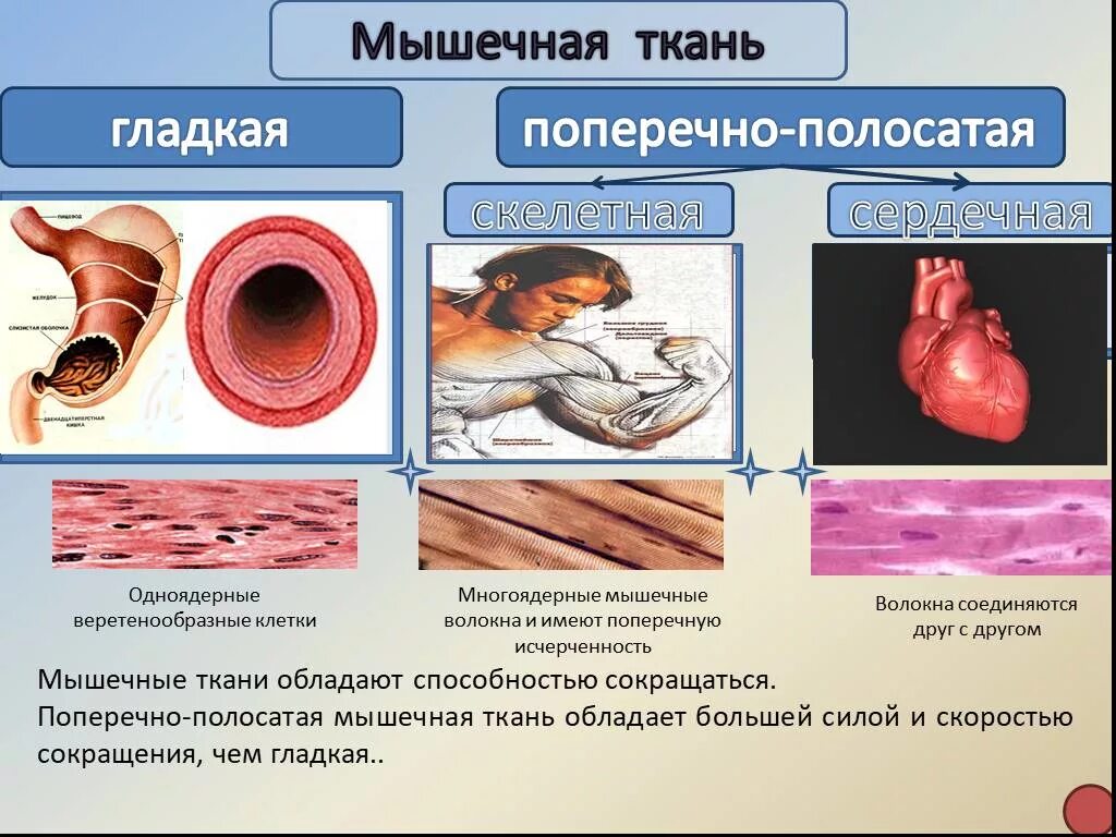 Какие функции выполняет гладкая ткань. Мышечная ткань. Мыщци поперечно полосатык и глад. Гладкие и поперечно полосатые мышцы. Гладкая и поперечно полосатая мышечная ткань.