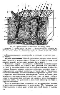 Функция кожи млекопитающих