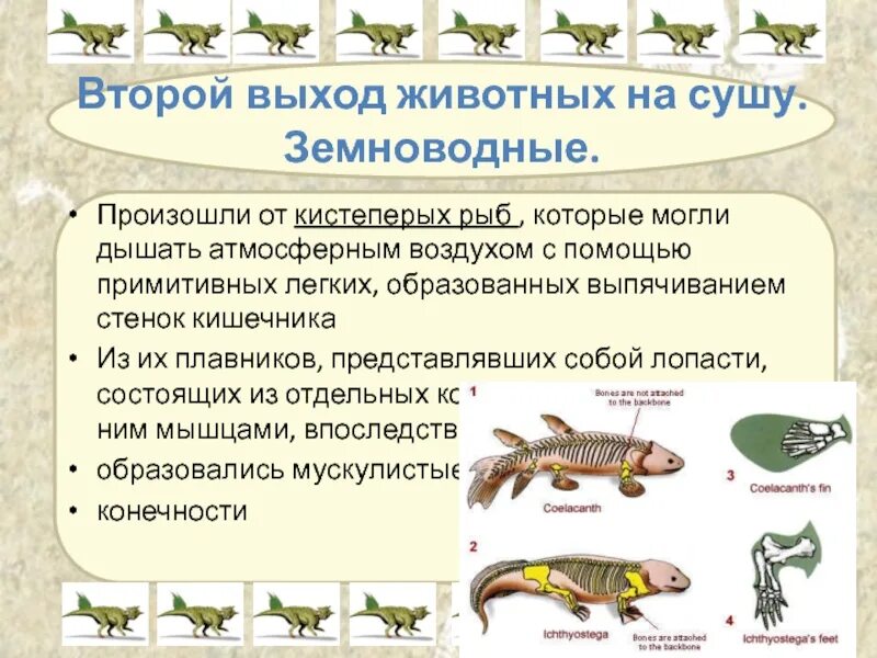 Какие особенности строения отличают земноводных рыб. Земноводные произошли от кистеперых рыб. Земноводные произошли от. Земноводные произошли от рыб. Выход земноводных на сушу.