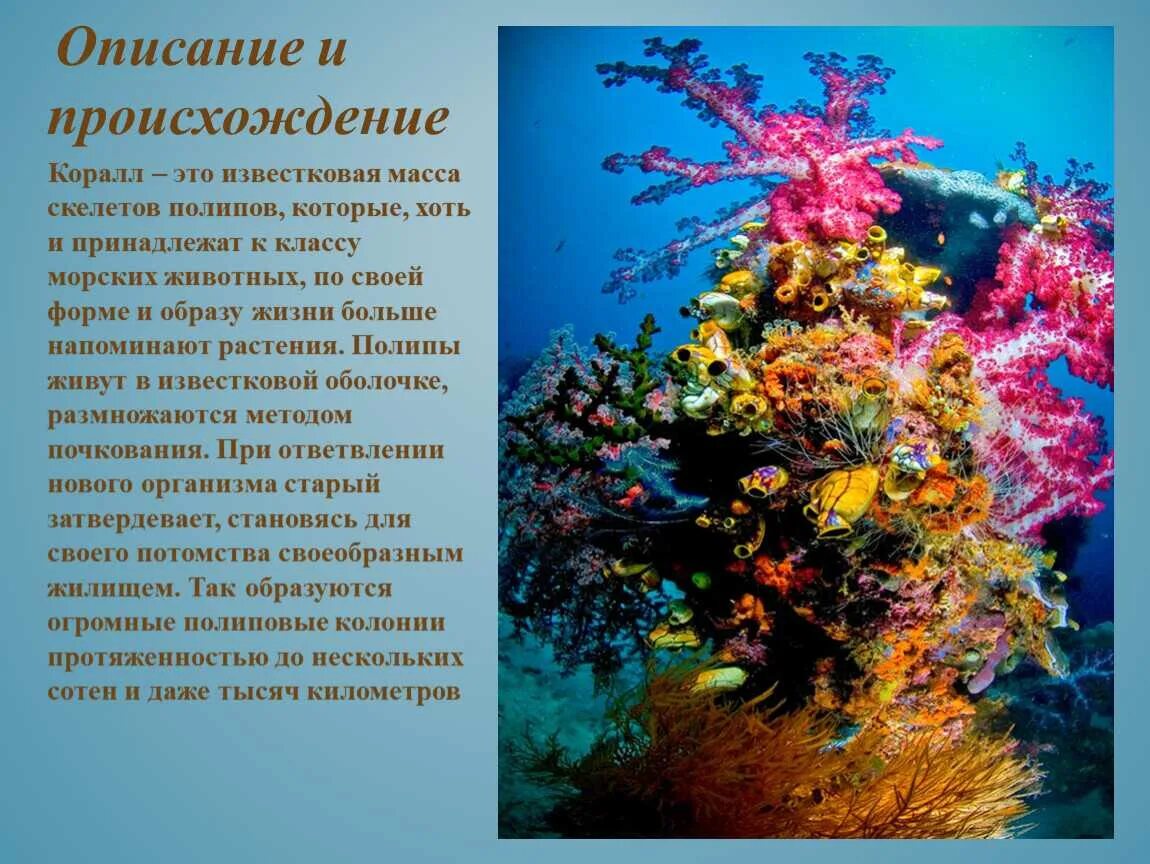 Описание коралла. Кораллы описание. сообщение о кораллах.